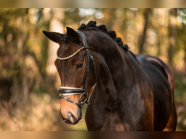 Caballo de deporte alemán Yegua 5 años 166 cm Castaño oscuro in Wehringen