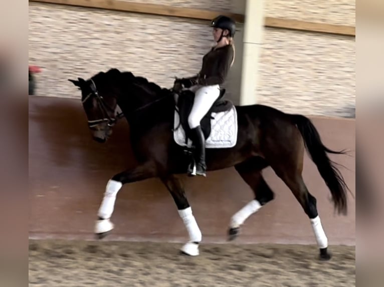 Caballo de deporte alemán Yegua 5 años 166 cm Castaño oscuro in Wehringen