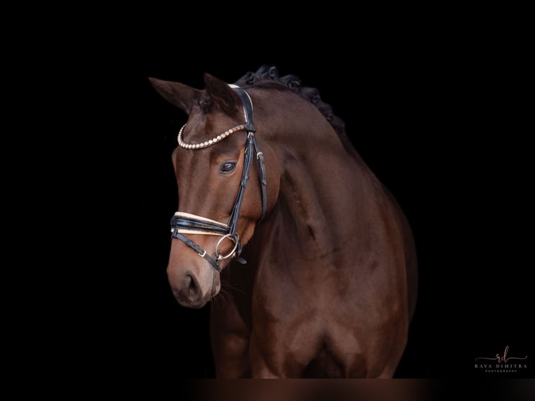 Caballo de deporte alemán Yegua 5 años 166 cm Castaño oscuro in Wehringen