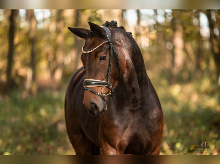 Caballo de deporte alemán Yegua 5 años 166 cm Castaño oscuro in Wehringen