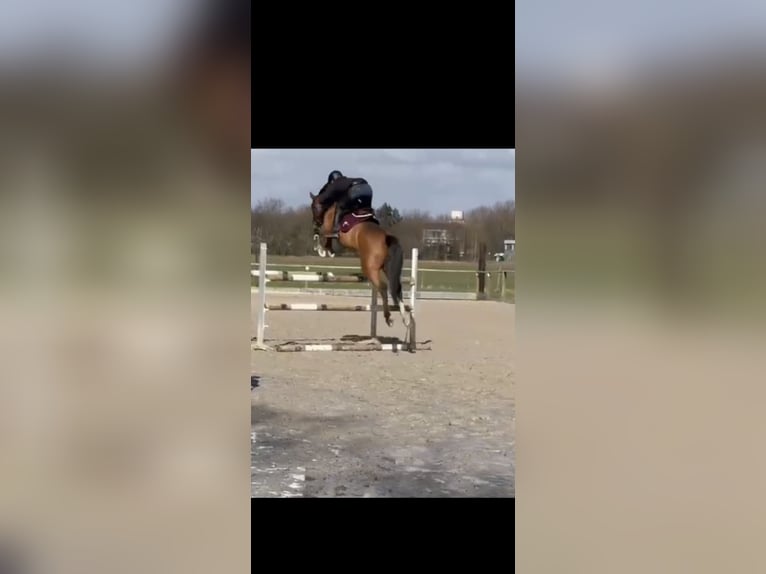 Caballo de deporte alemán Yegua 5 años 166 cm Castaño oscuro in J&#xFC;lichJ&#xFC;lich