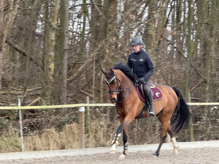 Caballo de deporte alemán Yegua 5 años 166 cm Castaño oscuro in J&#xFC;lichJ&#xFC;lich