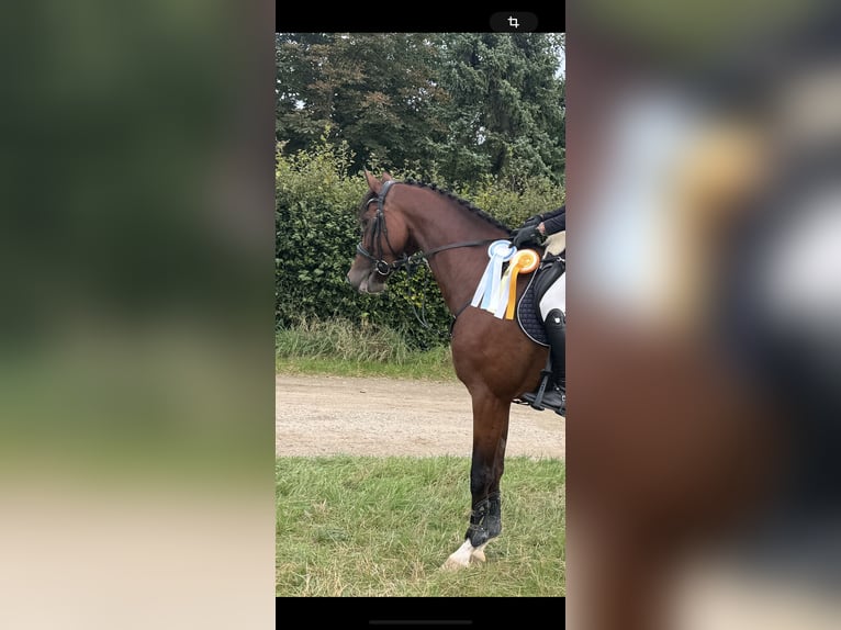 Caballo de deporte alemán Yegua 5 años 166 cm Castaño oscuro in J&#xFC;lichJ&#xFC;lich