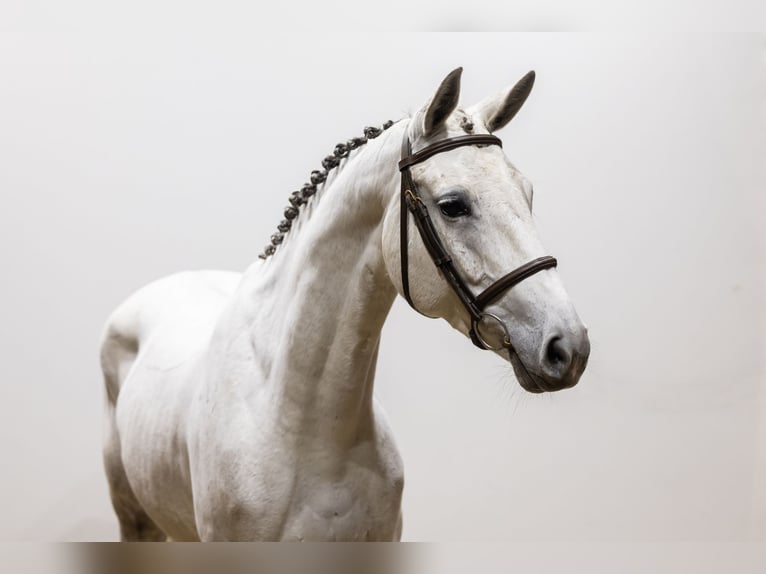 Caballo de deporte alemán Yegua 5 años 166 cm Musgo in Waddinxveen