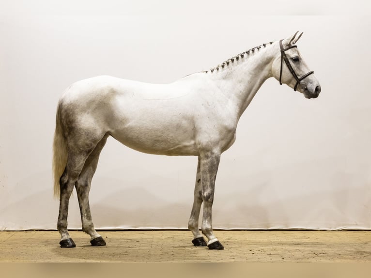 Caballo de deporte alemán Yegua 5 años 166 cm Musgo in Waddinxveen