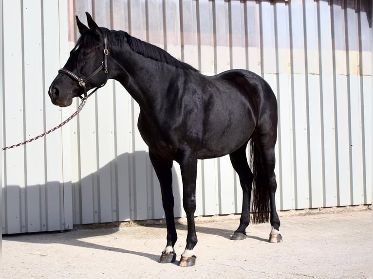 Caballo de deporte alemán Yegua 5 años 166 cm Negro in Euskirchen