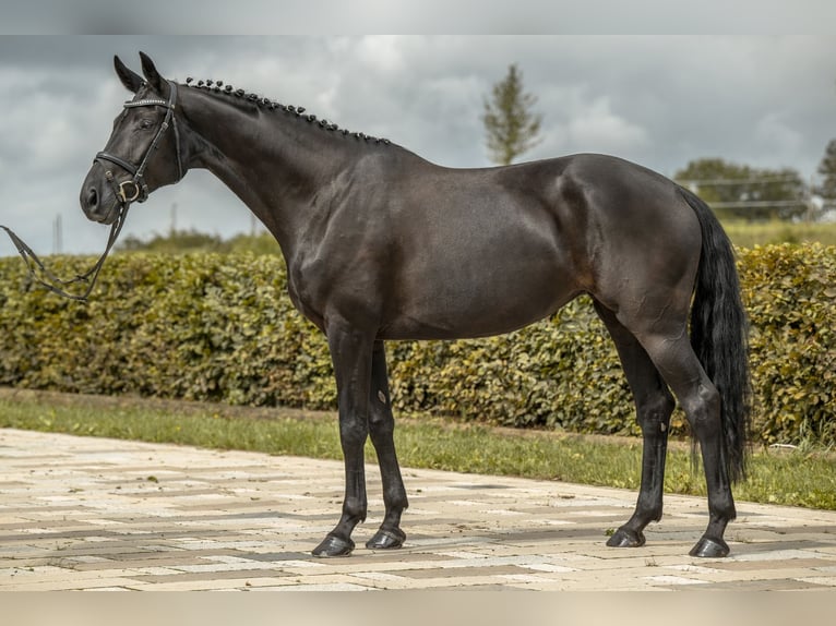 Caballo de deporte alemán Yegua 5 años 166 cm Negro in Gomadingen