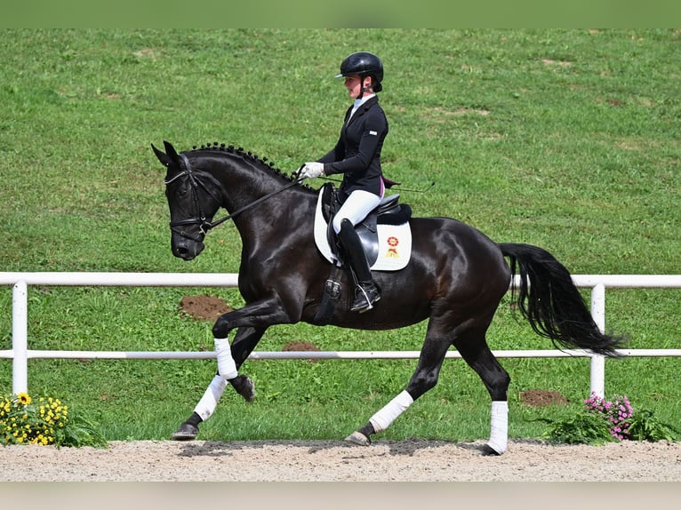 Caballo de deporte alemán Yegua 5 años 166 cm Negro in Gomadingen