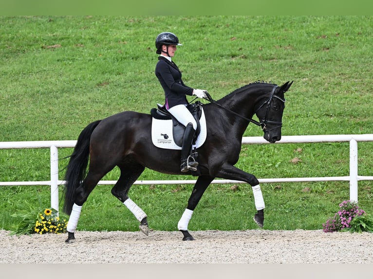 Caballo de deporte alemán Yegua 5 años 166 cm Negro in Gomadingen