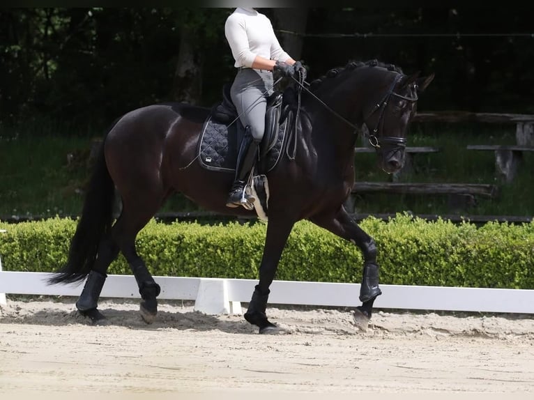 Caballo de deporte alemán Yegua 5 años 166 cm Negro in Neu-Anspach
