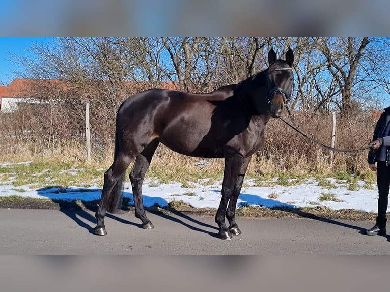 Caballo de deporte alemán Yegua 5 años 166 cm Negro in Trebbin