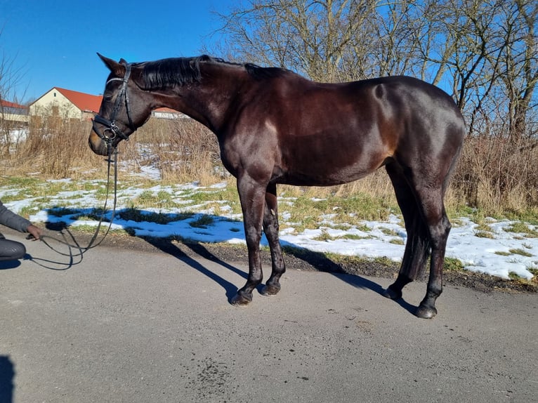 Caballo de deporte alemán Yegua 5 años 166 cm Negro in Trebbin