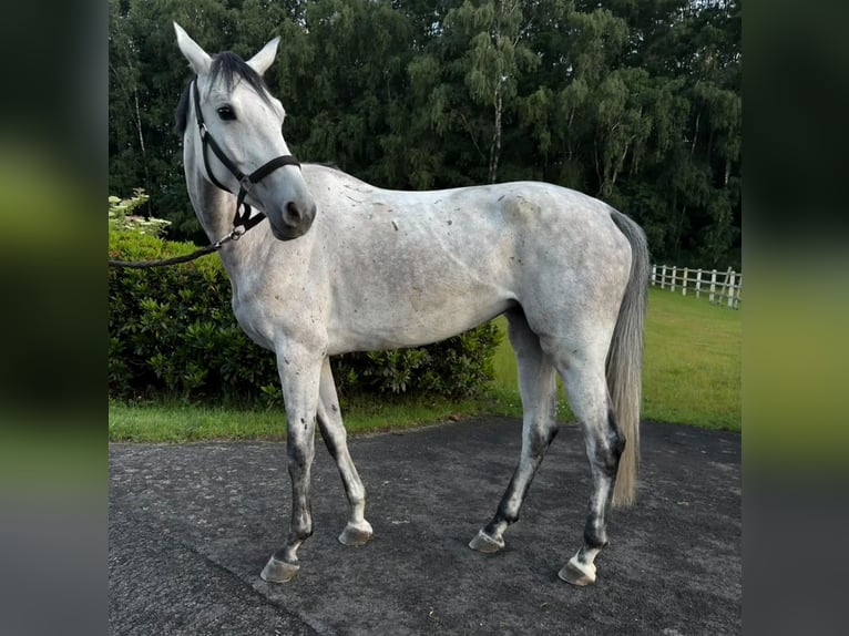 Caballo de deporte alemán Yegua 5 años 166 cm Tordo in Thuine