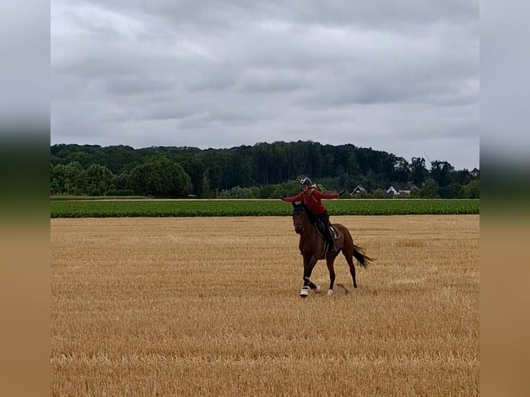 Caballo de deporte alemán Yegua 5 años 167 cm Castaño in B&#xF6;nen