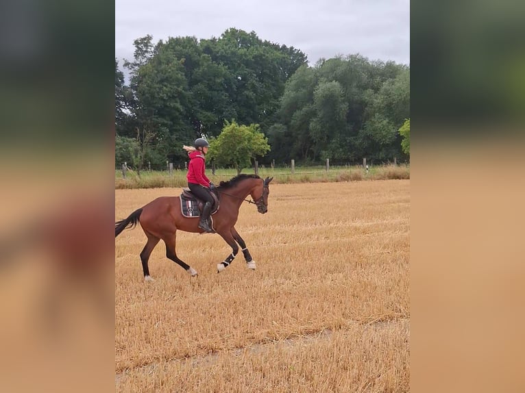 Caballo de deporte alemán Yegua 5 años 167 cm Castaño in B&#xF6;nen