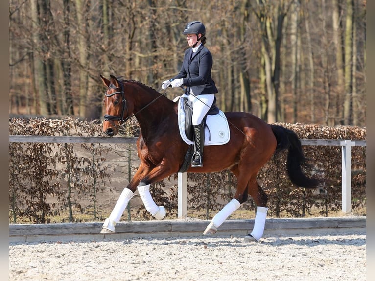 Caballo de deporte alemán Yegua 5 años 167 cm Castaño in Moritzburg