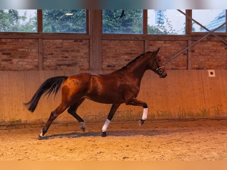 Caballo de deporte alemán Yegua 5 años 167 cm Castaño in Zossen