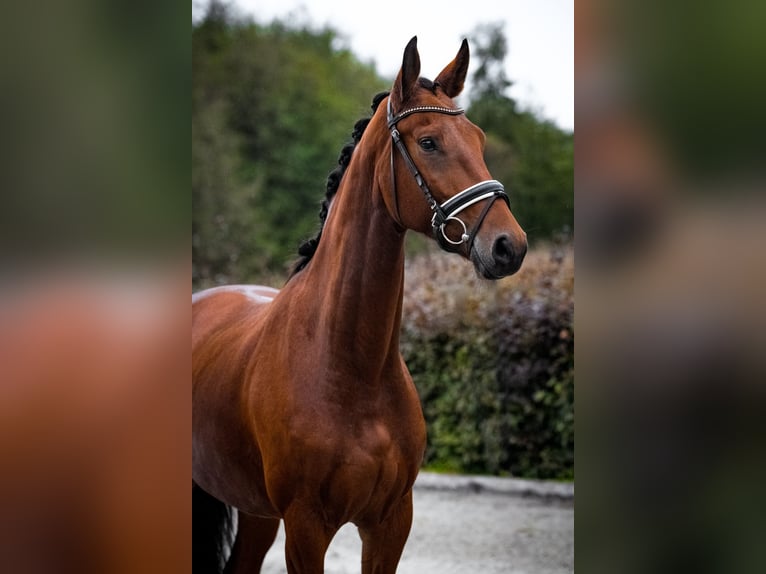 Caballo de deporte alemán Yegua 5 años 167 cm Castaño in Zossen