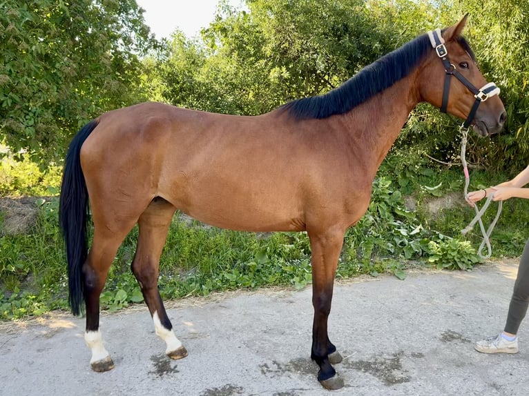 Caballo de deporte alemán Yegua 5 años 167 cm Castaño in Grevenbroich