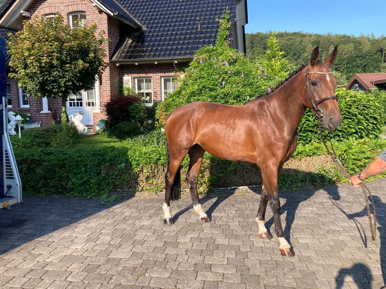 Caballo de deporte alemán Yegua 5 años 167 cm Castaño in Wächtersbach