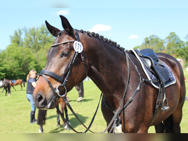 Caballo de deporte alemán Yegua 5 años 167 cm Castaño oscuro in Dahme/Mark