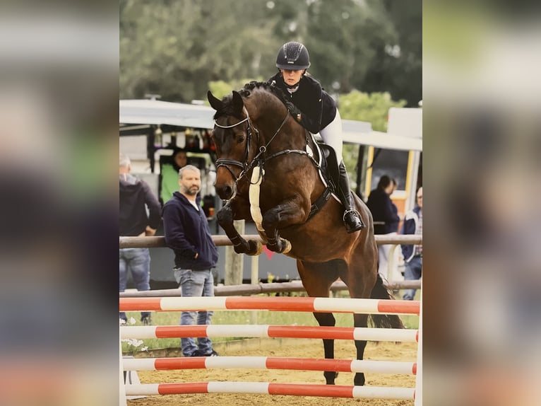 Caballo de deporte alemán Yegua 5 años 167 cm Castaño oscuro in Dahme/Mark