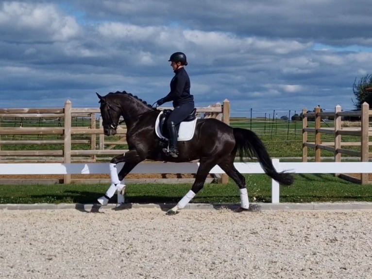 Caballo de deporte alemán Yegua 5 años 167 cm Morcillo in Hawangen