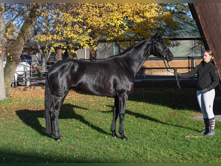 Caballo de deporte alemán Yegua 5 años 167 cm Negro in M&#xF6;ttingen