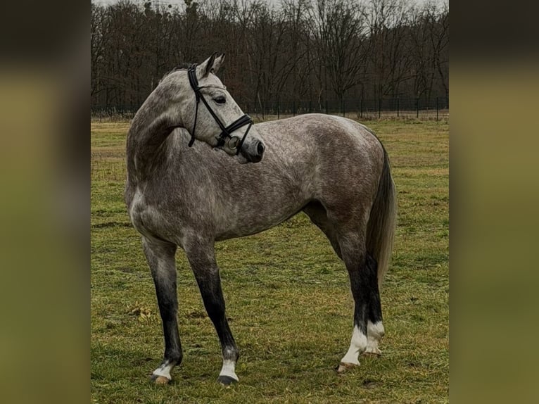 Caballo de deporte alemán Yegua 5 años 167 cm Tordo rodado in Schönwalde