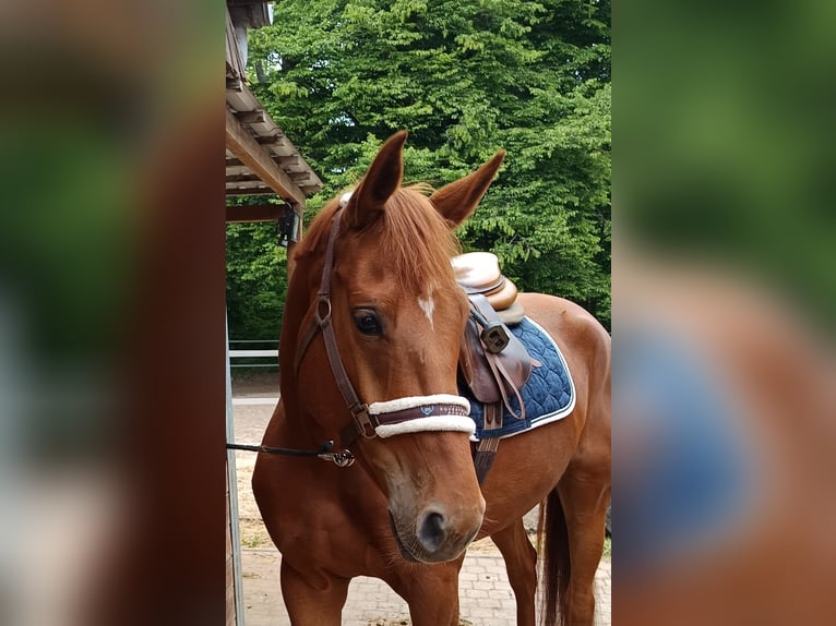 Caballo de deporte alemán Yegua 5 años 168 cm Alazán in Braunschweig