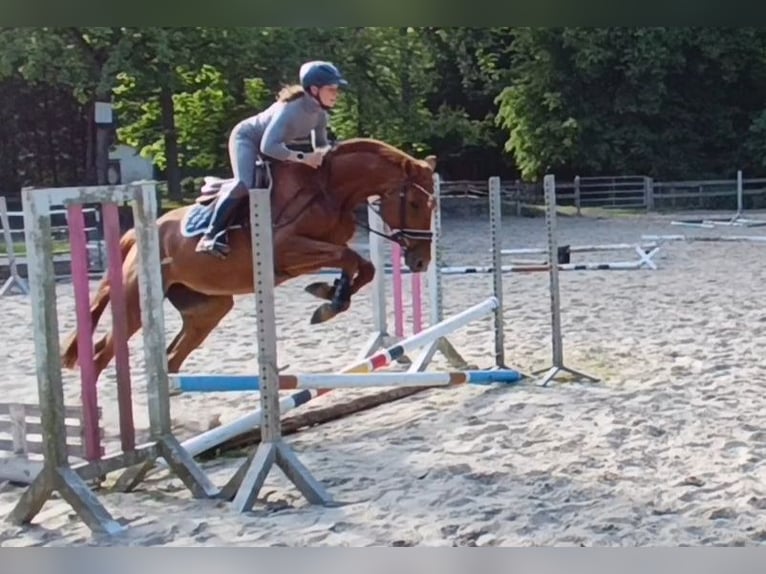 Caballo de deporte alemán Yegua 5 años 168 cm Alazán in Braunschweig