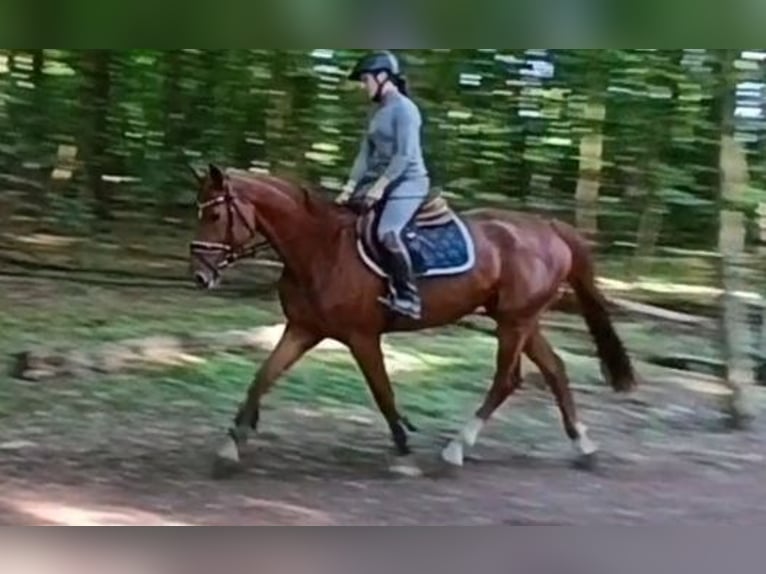 Caballo de deporte alemán Yegua 5 años 168 cm Alazán in Braunschweig