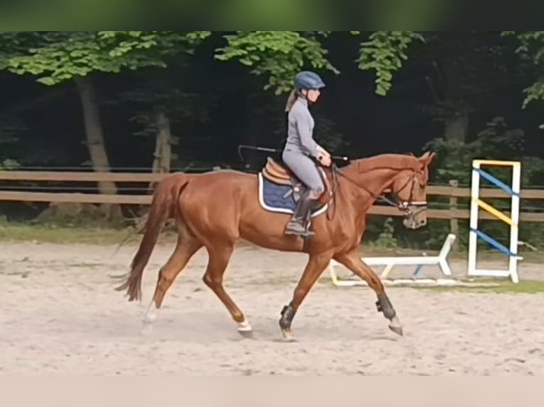 Caballo de deporte alemán Yegua 5 años 168 cm Alazán in Braunschweig
