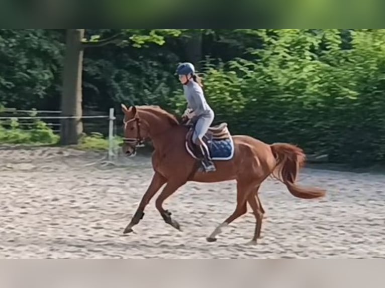 Caballo de deporte alemán Yegua 5 años 168 cm Alazán in Braunschweig