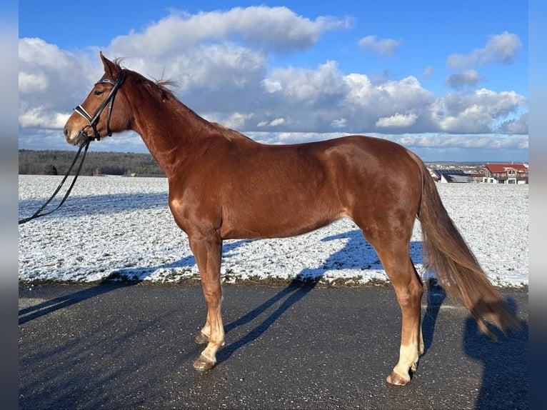 Caballo de deporte alemán Yegua 5 años 168 cm Alazán in Ditzingen