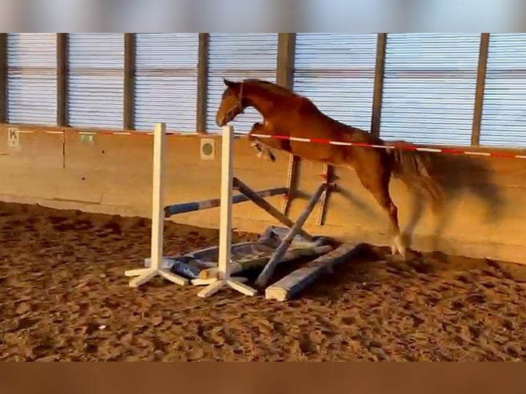 Caballo de deporte alemán Yegua 5 años 168 cm Alazán in Ditzingen