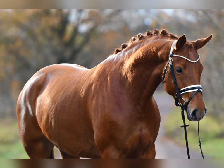 Caballo de deporte alemán Yegua 5 años 168 cm Alazán in Kamern