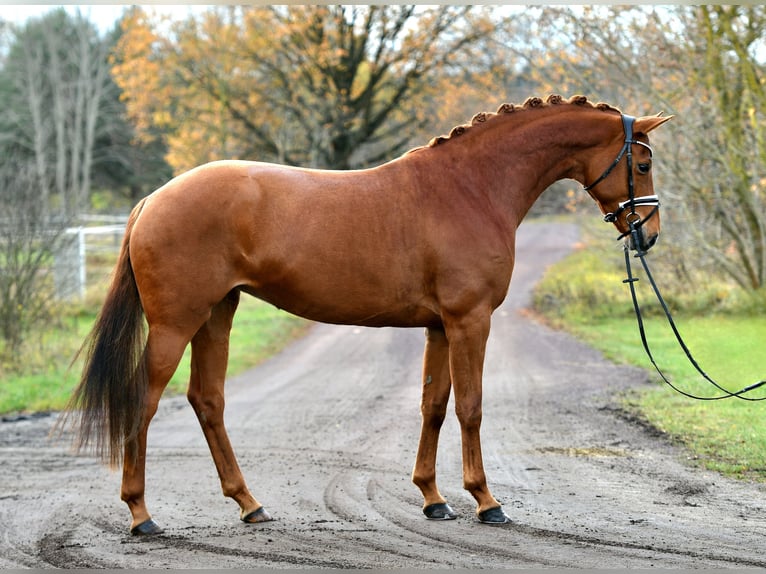 Caballo de deporte alemán Yegua 5 años 168 cm Alazán in Kamern