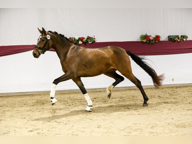 Caballo de deporte alemán Yegua 5 años 168 cm Castaño in Drackenstein