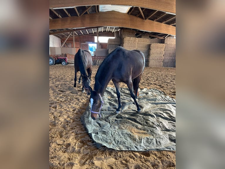 Caballo de deporte alemán Yegua 5 años 168 cm Castaño in Chemnitz