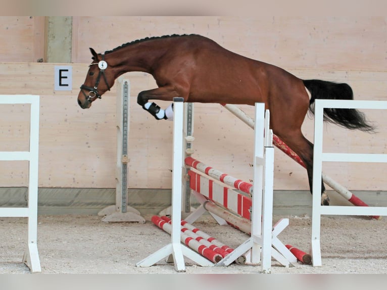 Caballo de deporte alemán Yegua 5 años 168 cm Castaño in Radeburg