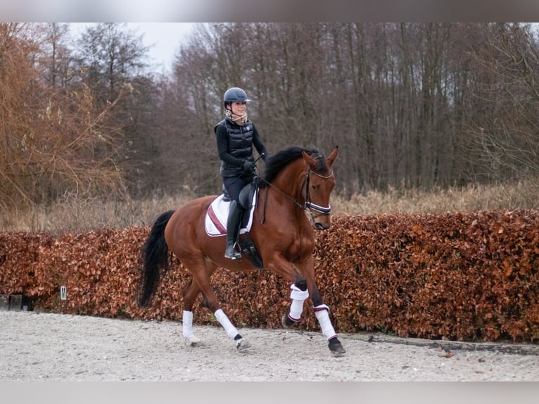 Caballo de deporte alemán Yegua 5 años 168 cm Castaño in Zossen