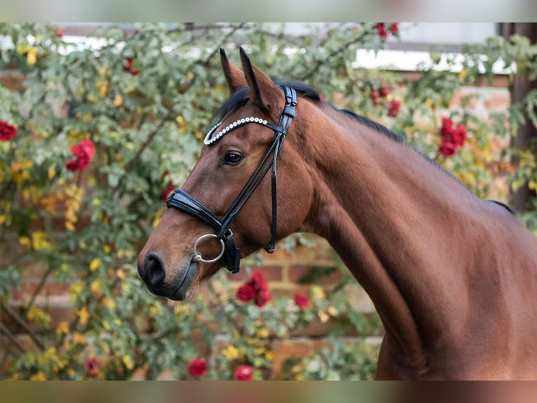 Caballo de deporte alemán Yegua 5 años 168 cm Castaño in Zossen