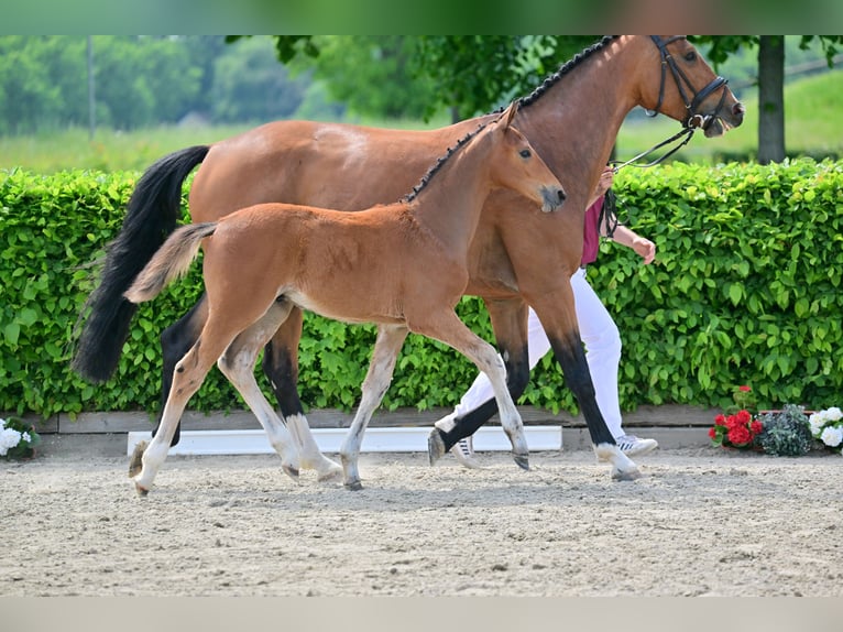 Caballo de deporte alemán Yegua 5 años 168 cm Castaño in Brandenburg an der Havel