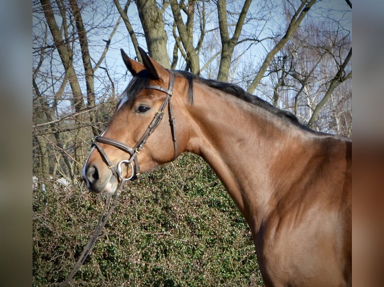 Caballo de deporte alemán Yegua 5 años 168 cm Castaño in Brandenburg an der Havel