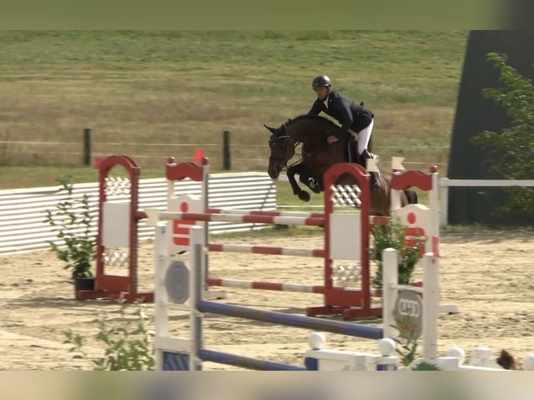 Caballo de deporte alemán Yegua 5 años 168 cm Castaño in Brandenburg an der Havel