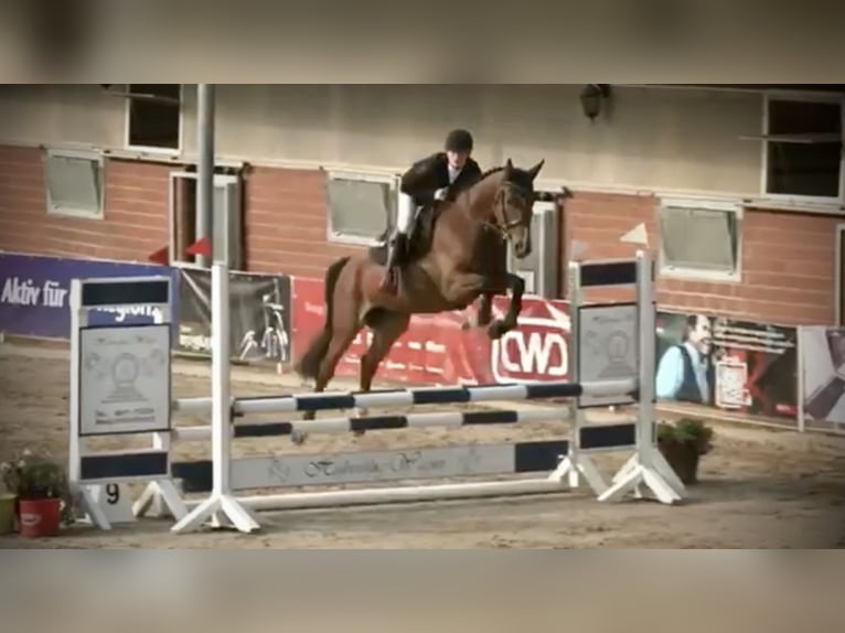 Caballo de deporte alemán Yegua 5 años 168 cm Castaño in Brandenburg an der Havel