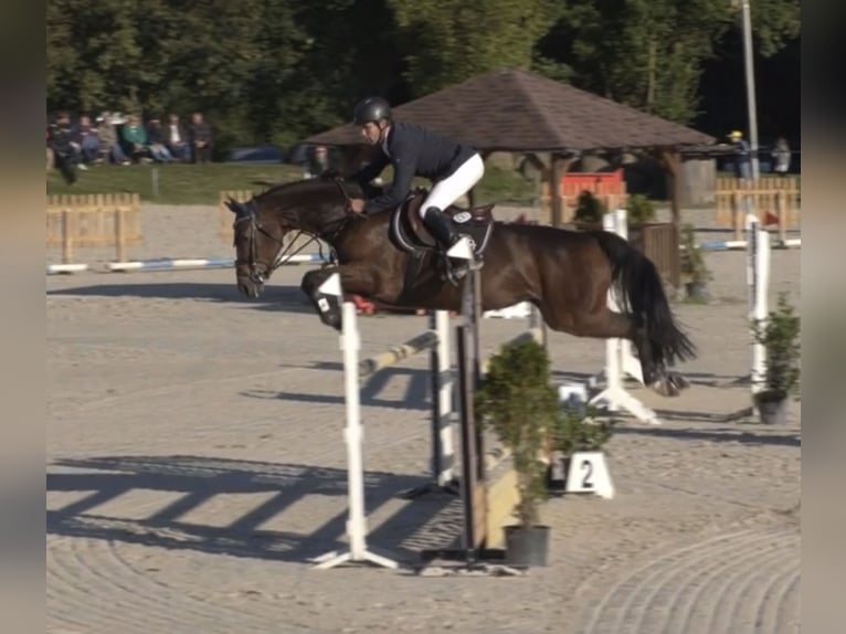 Caballo de deporte alemán Yegua 5 años 168 cm Castaño in Brandenburg an der Havel