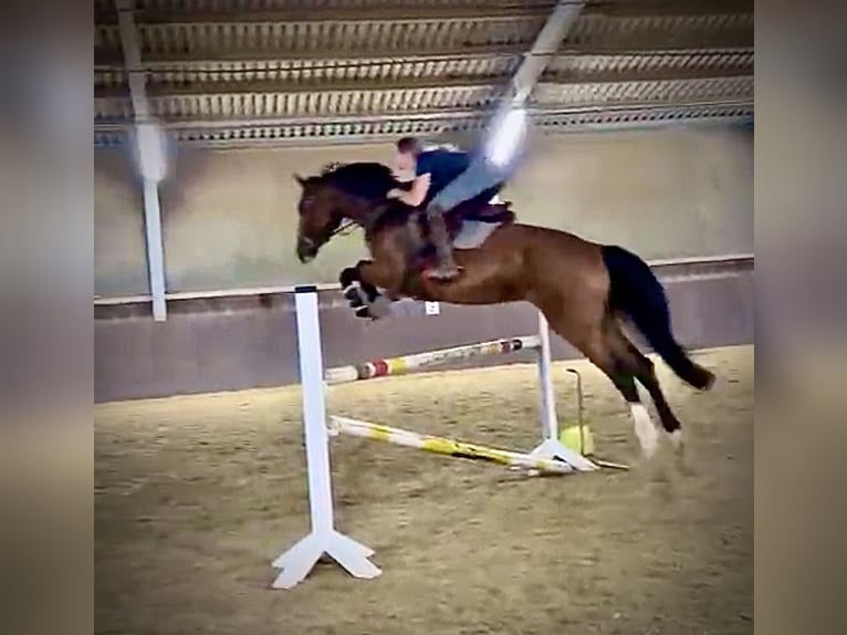 Caballo de deporte alemán Yegua 5 años 168 cm Castaño in Brandenburg an der Havel