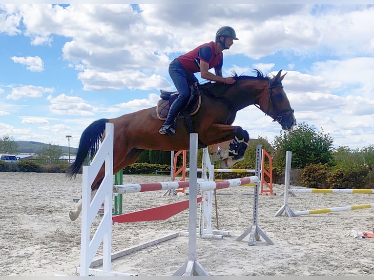 Caballo de deporte alemán Yegua 5 años 168 cm Castaño in Tiefenthal